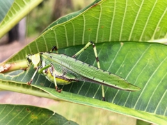 Ephippitytha trigintiduoguttata
