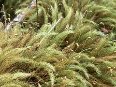 Pyrrhobryum spiniforme