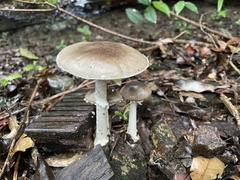 Amanita pseudoporphyria