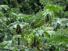 Aulacorhynchus coeruleicinctis