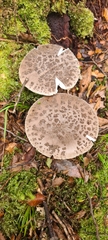 Amanita nothofagi