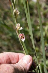 Gladiolus crassifolius