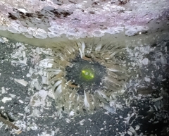 Anthopleura artemisia