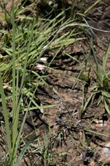 Gladiolus crassifolius