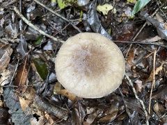 Amanita pseudoporphyria