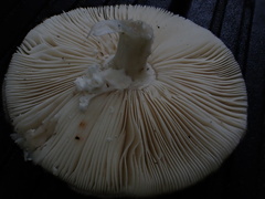Amanita pseudoporphyria