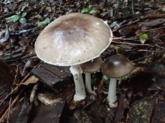 Amanita pseudoporphyria