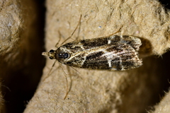 Eudonia melanaegis