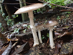 Amanita pseudoporphyria