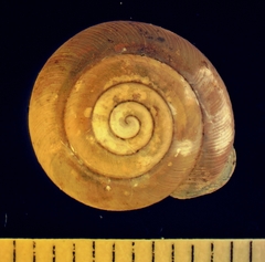 Daedalochila chisosensis