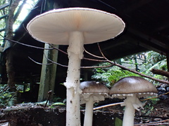 Amanita pseudoporphyria