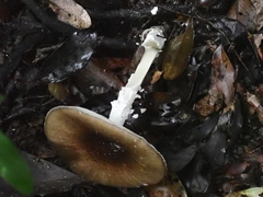 Amanita pseudoporphyria