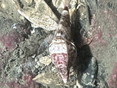 Rhamphocottus richardsonii