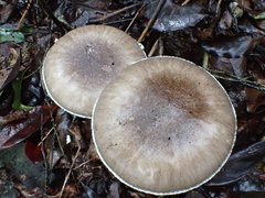 Amanita pseudoporphyria