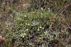Helichrysum chionosphaerum