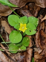 Lysimachia japonica