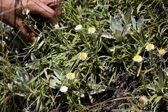 Helichrysum chionosphaerum