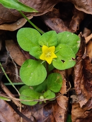 Lysimachia japonica