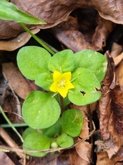 Lysimachia japonica