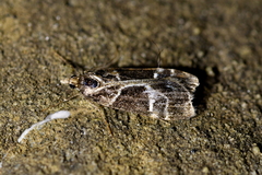 Eudonia melanaegis