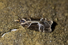 Eudonia melanaegis