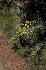 Helichrysum splendidum