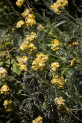 Helichrysum splendidum