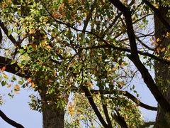Eucalyptus brevistylis