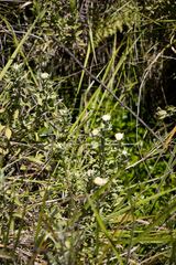 Helichrysum umbraculigerum