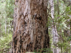 Eucalyptus brevistylis