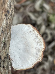 Microporus affinis