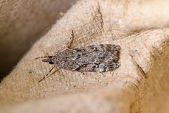 Eudonia philerga