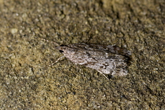 Eudonia philerga