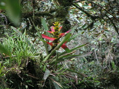 Guzmania squarrosa