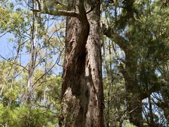 Eucalyptus brevistylis