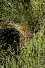 Hesperantha coccinea