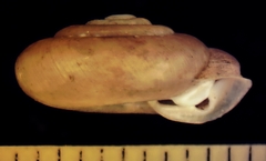 Daedalochila chisosensis