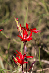 Hesperantha coccinea