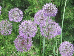 Allium giganteum