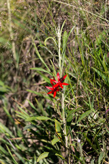 Hesperantha coccinea