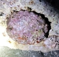 Pododesmus macrochisma