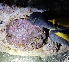 Pododesmus macrochisma