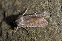 Physetica sequens