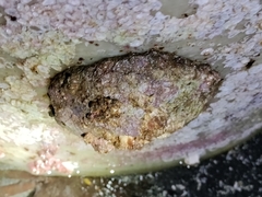 Pododesmus macrochisma