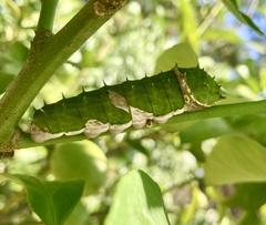Papilio aegeus aegeus