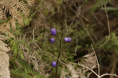 Dianella tasmanica