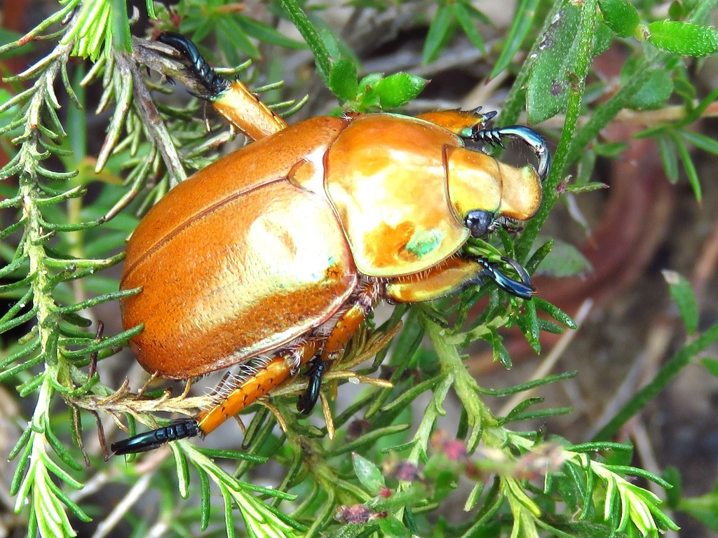 Christmas Beetles from Lidsdale NSW 2790, Australia on January 21, 2023