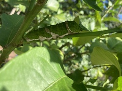 Papilio aegeus aegeus