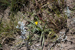Hypoxis argentea