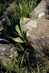 Hypoxis colchicifolia